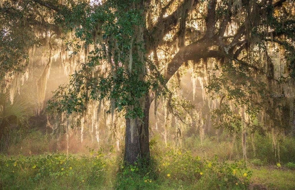 For Sale: $3,100,000 (310.00 acres)