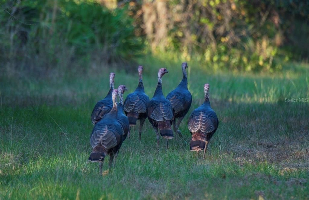 For Sale: $3,100,000 (310.00 acres)