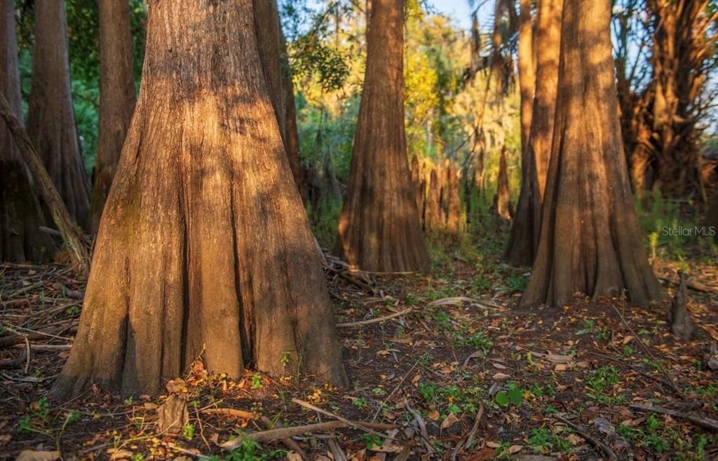 For Sale: $3,100,000 (310.00 acres)