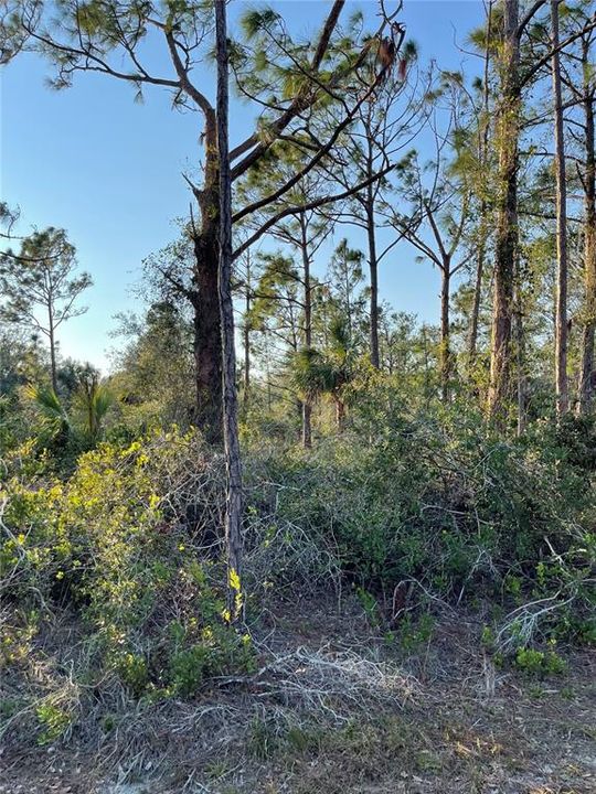For Sale: $7,000 (0.23 acres)