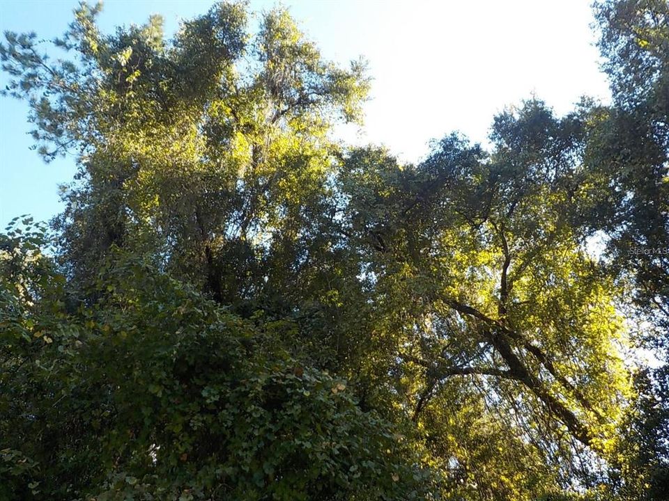 待售: $23,000 (0.25 acres)