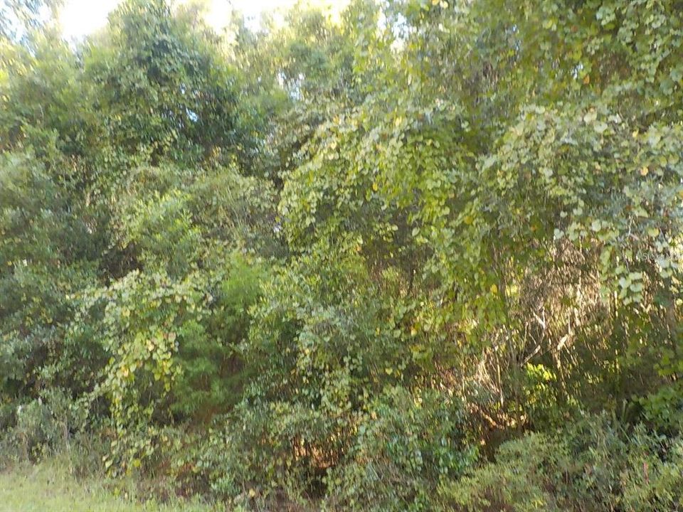 待售: $23,000 (0.25 acres)