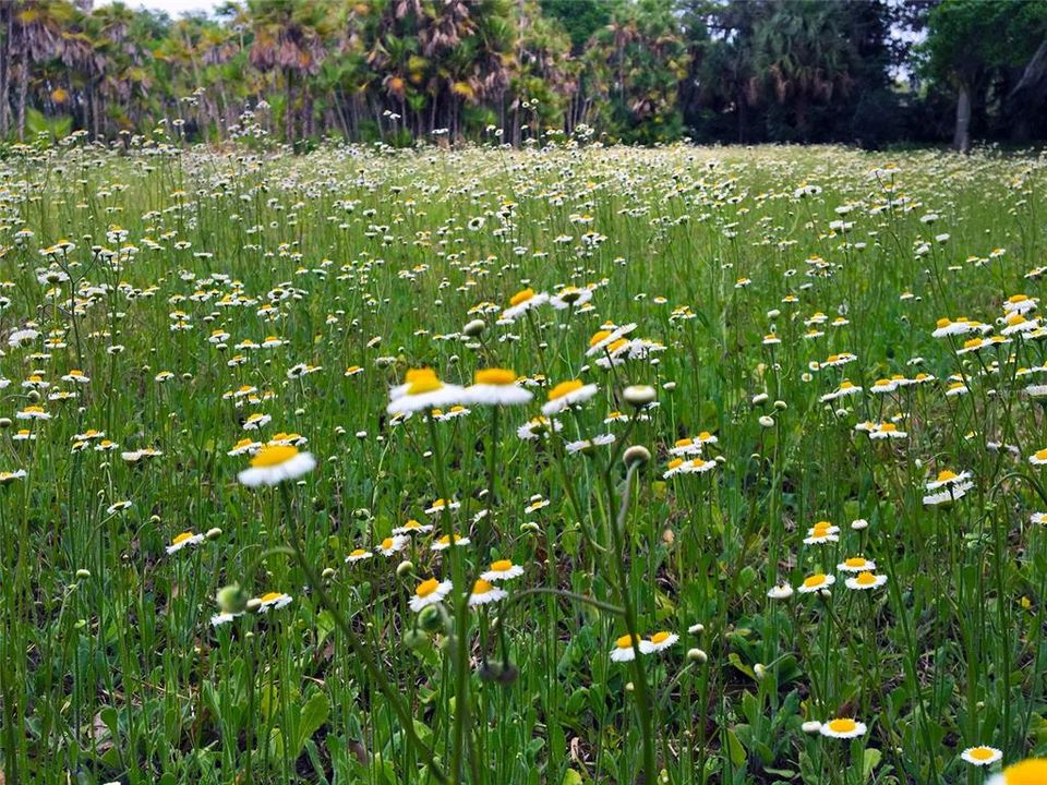 На продажу: $1,150,000 (2.00 acres)