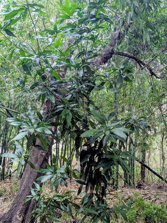На продажу: $495,000 (14.14 acres)