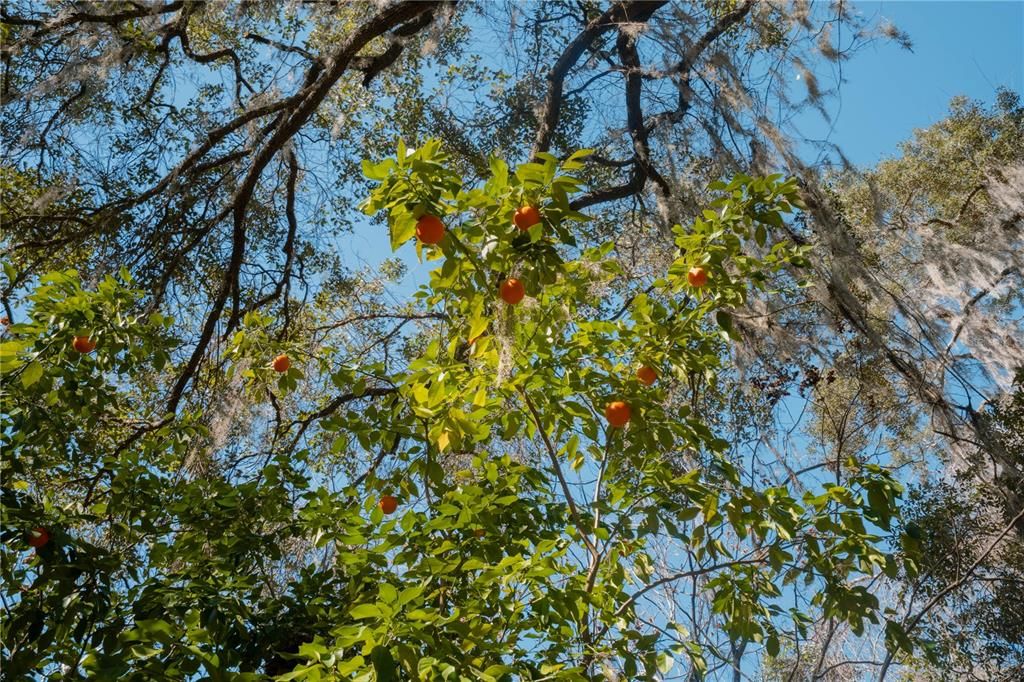 En Venta: $349,999 (3.30 acres)