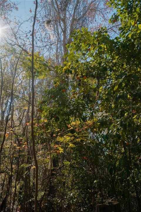 En Venta: $349,999 (3.30 acres)