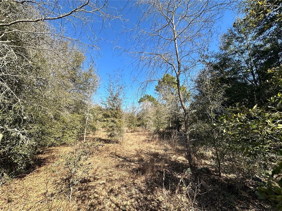 En Venta: $23,000 (1.25 acres)