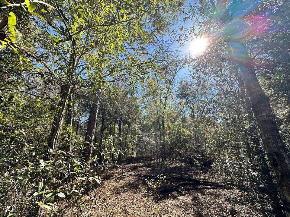 En Venta: $23,000 (1.25 acres)