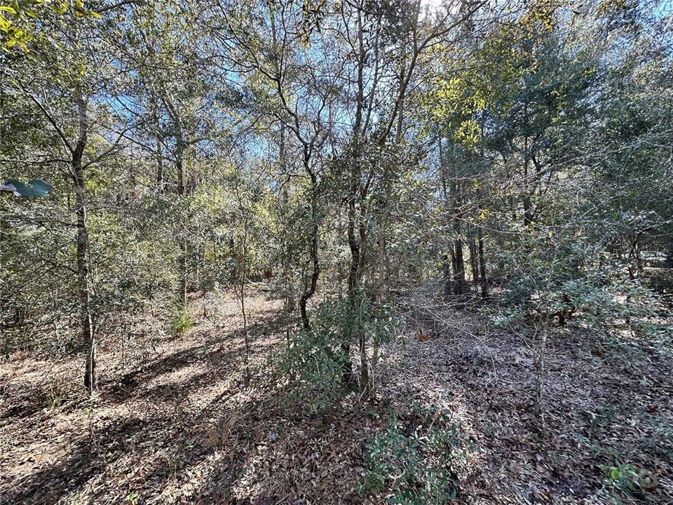 En Venta: $23,000 (1.25 acres)