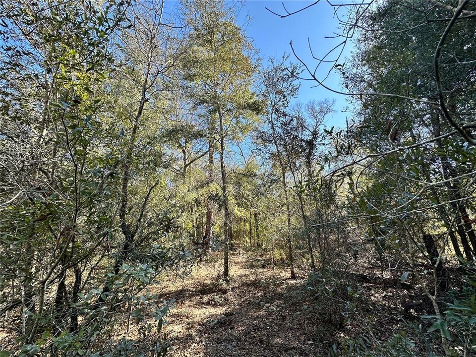 En Venta: $23,000 (1.25 acres)