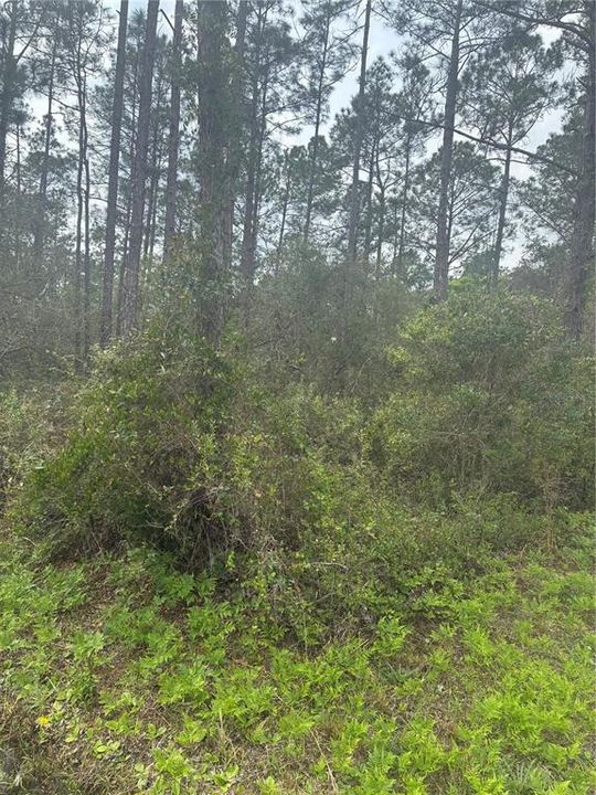 En Venta: $39,000 (0.93 acres)