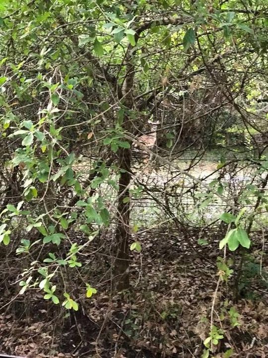 For Sale: $500,000 (24.20 acres)
