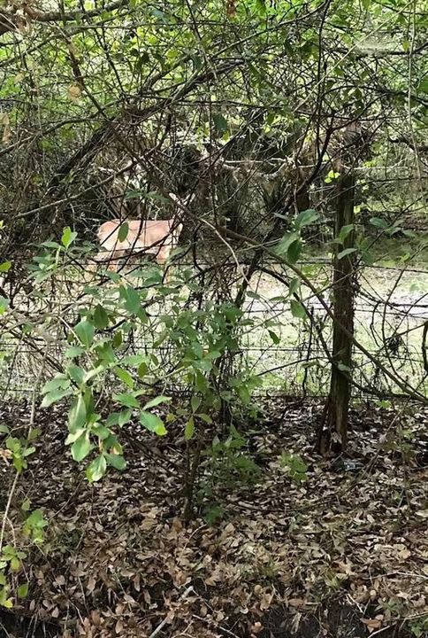 For Sale: $500,000 (24.20 acres)