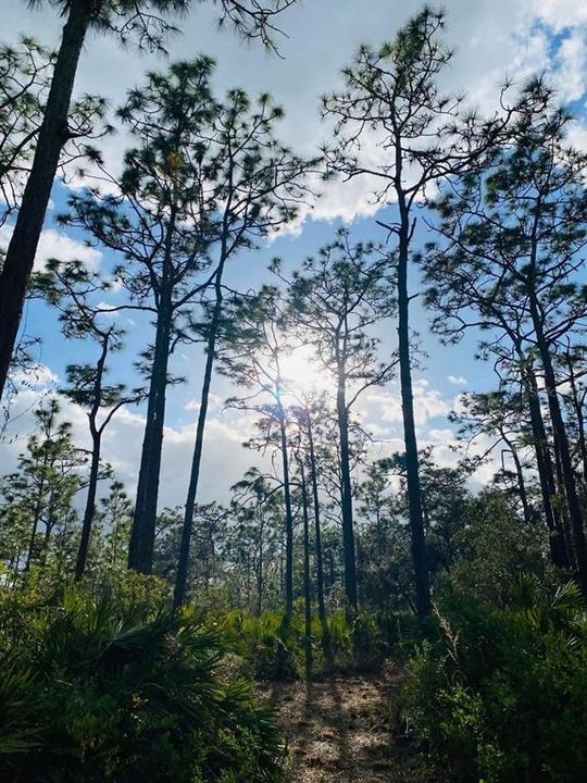 For Sale: $500,000 (24.20 acres)