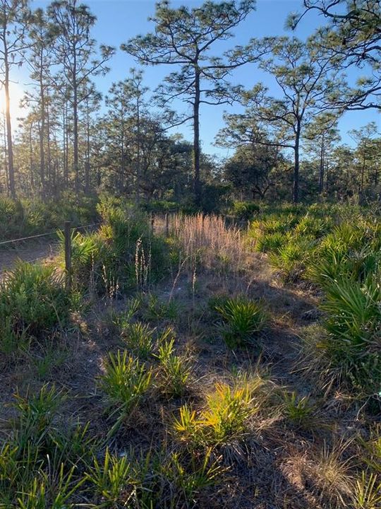 For Sale: $500,000 (24.20 acres)