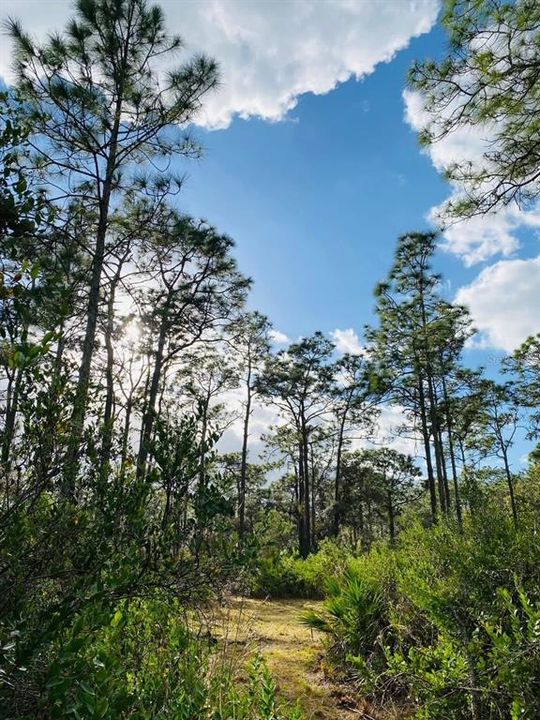 For Sale: $500,000 (24.20 acres)