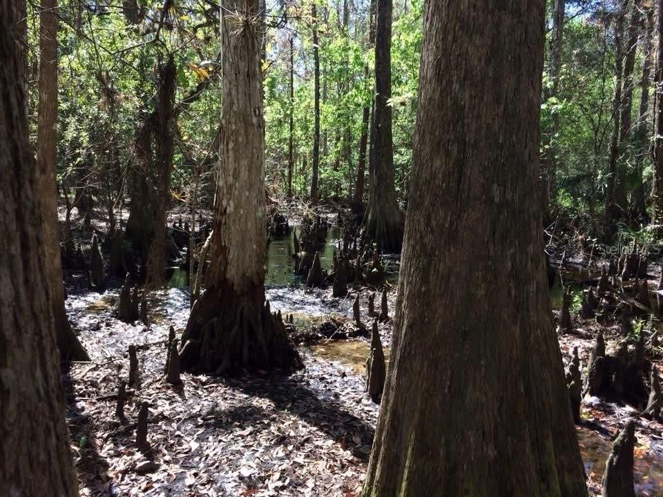 For Sale: $500,000 (24.20 acres)