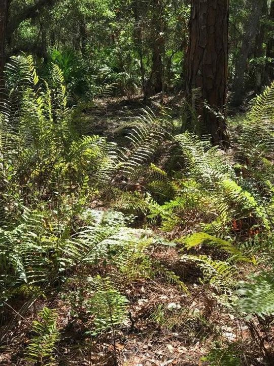 For Sale: $500,000 (24.20 acres)