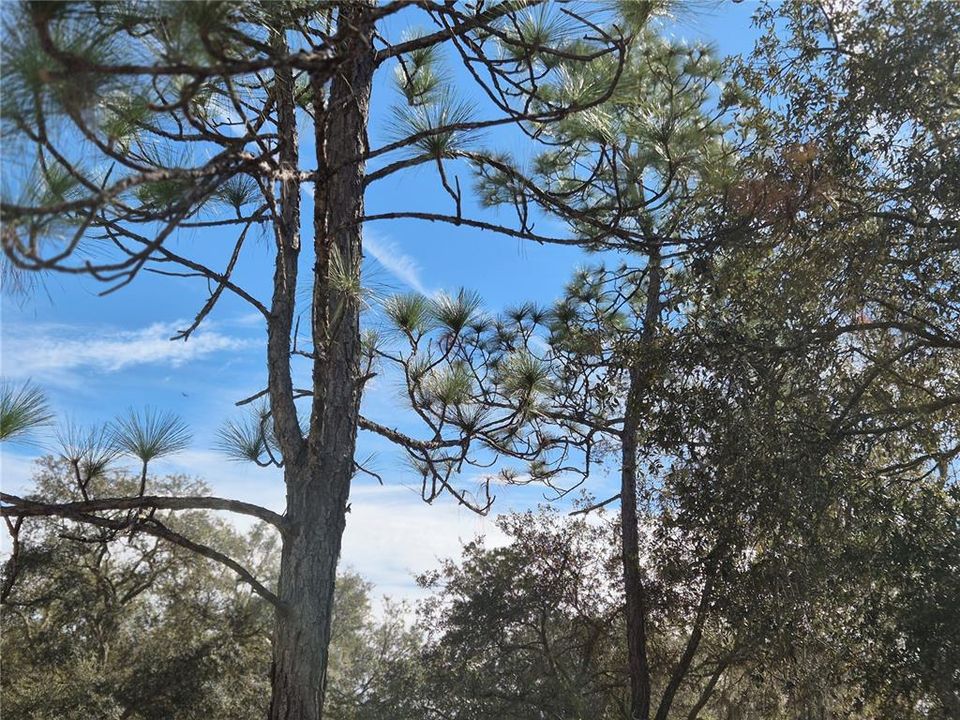 待售: $26,000 (1.00 acres)