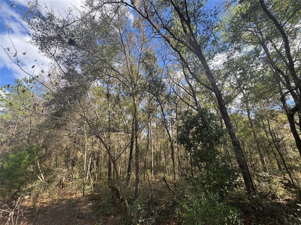 For Sale: $9,000 (0.23 acres)