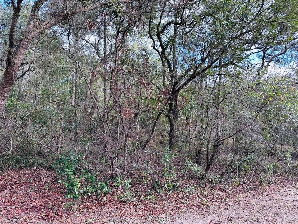 En Venta: $14,900 (0.46 acres)