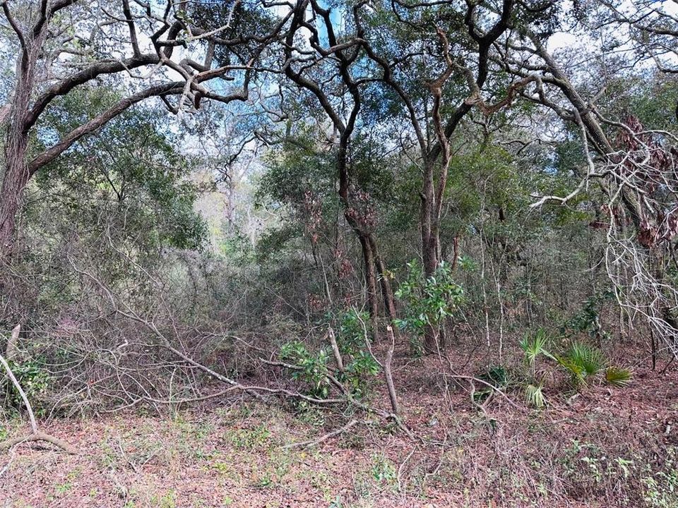 En Venta: $14,900 (0.46 acres)