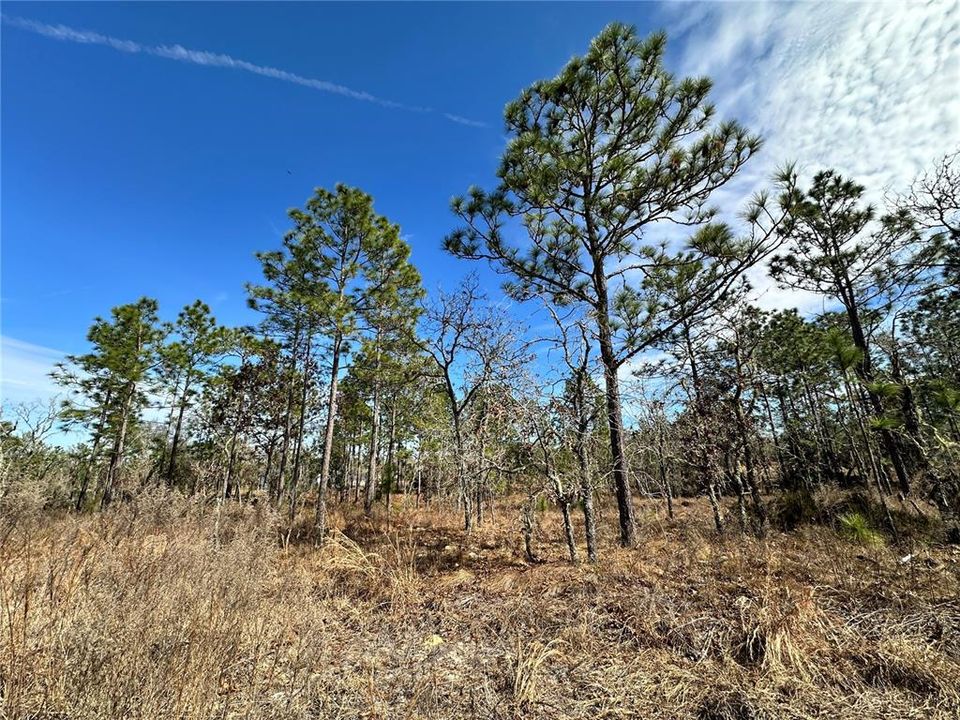 待售: $9,900 (0.23 acres)