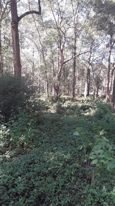 待售: $29,900 (0.98 acres)