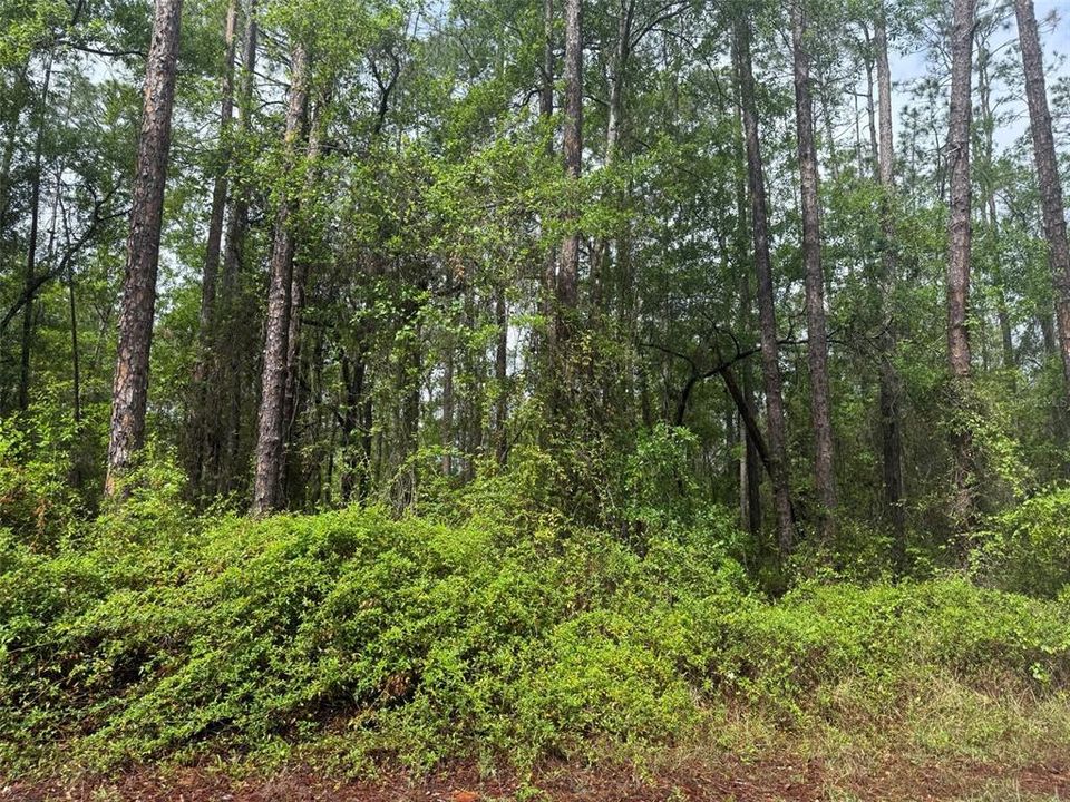 En Venta: $14,900 (0.63 acres)