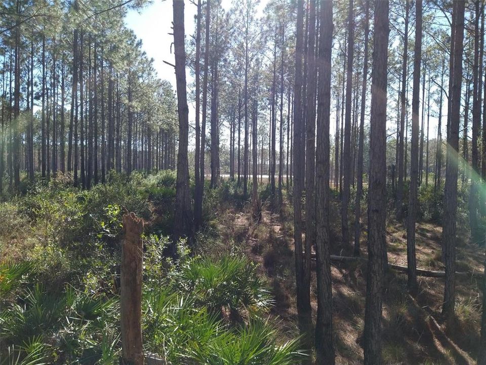 На продажу: $389,000 (50.03 acres)