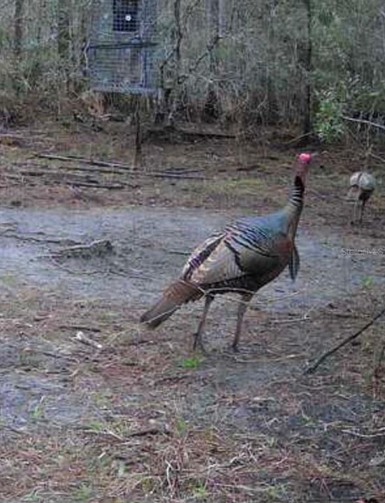 На продажу: $389,000 (50.03 acres)