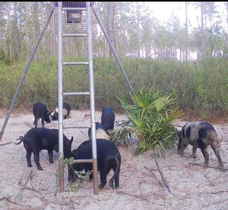 На продажу: $389,000 (50.03 acres)