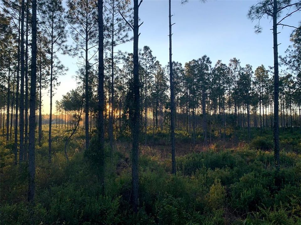 На продажу: $389,000 (50.03 acres)