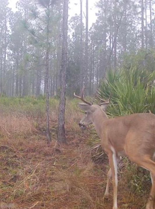На продажу: $389,000 (50.03 acres)
