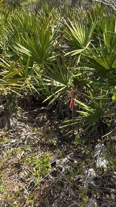 For Sale: $20,000 (0.17 acres)