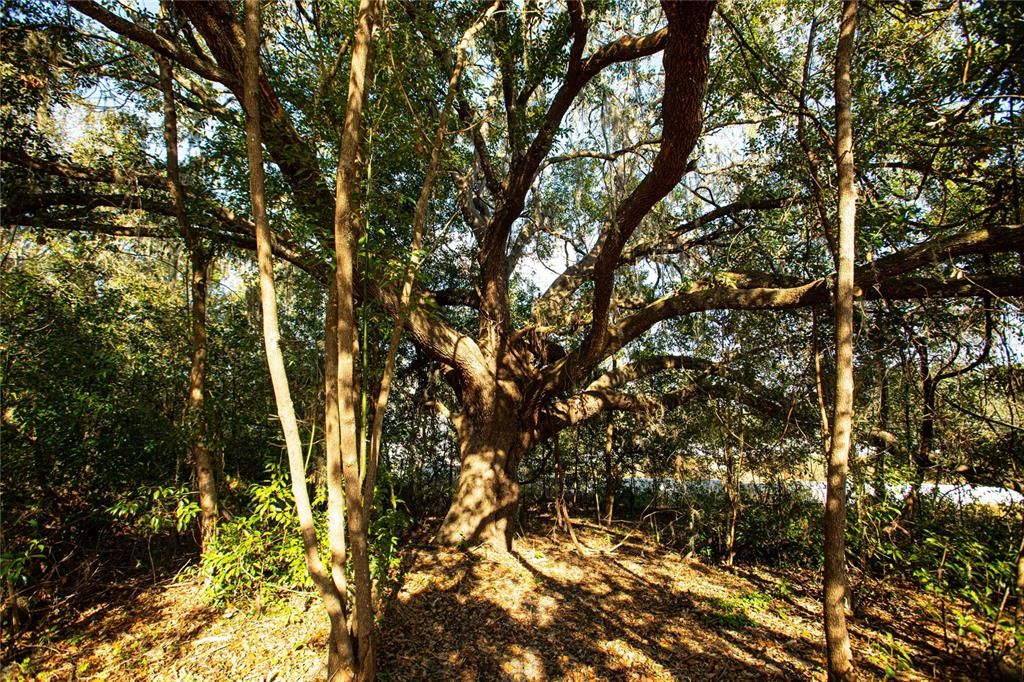 For Sale: $369,000 (2.82 acres)