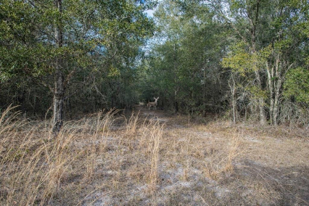 На продажу: $139,900 (10.03 acres)