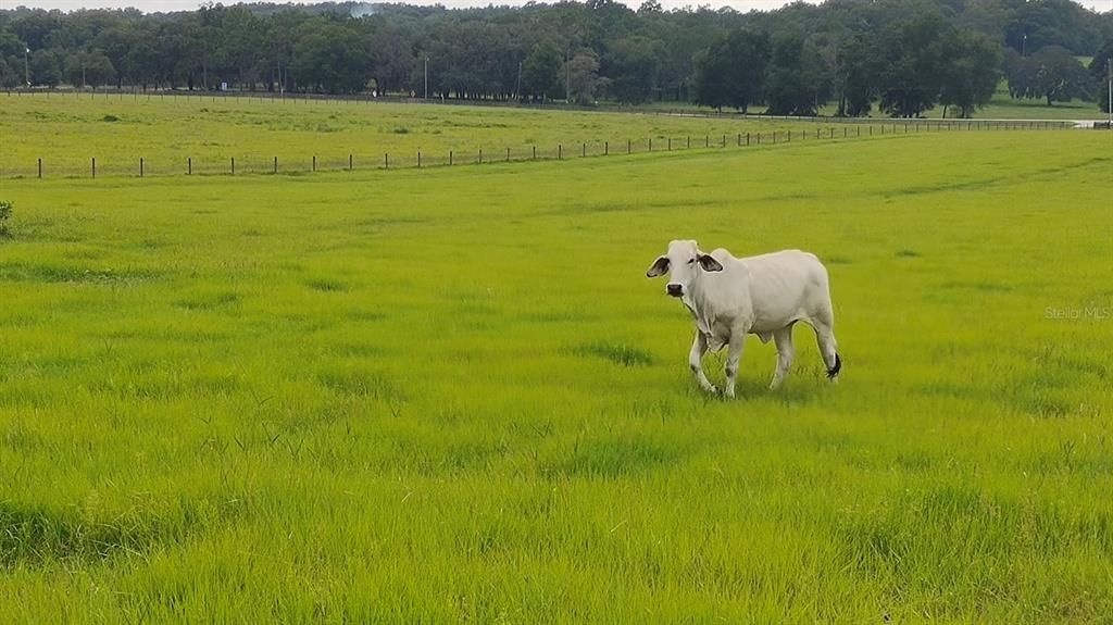 For Sale: $345,000 (10.00 acres)