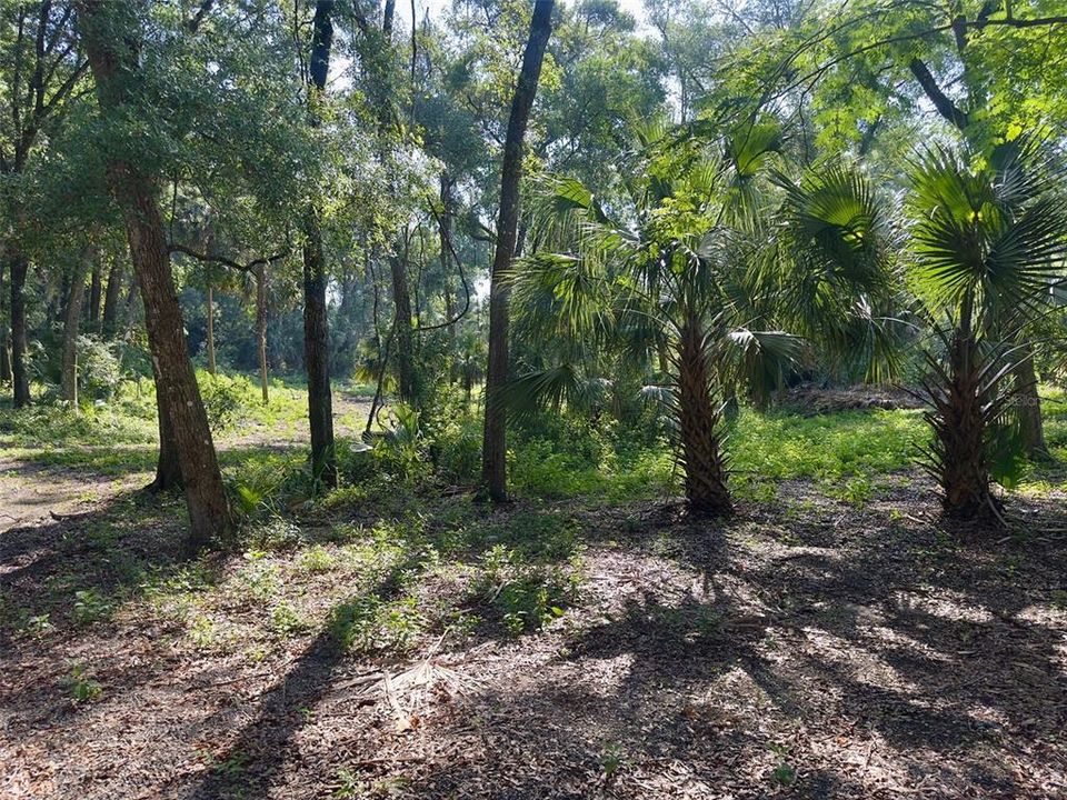 En Venta: $135,000 (1.25 acres)