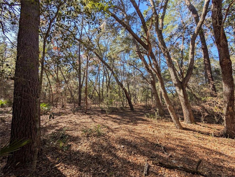 最近售出: $19,950 (1.15 acres)