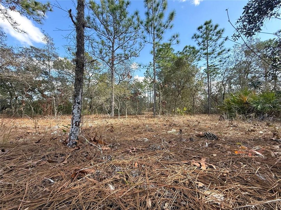 Activo con contrato: $19,900 (0.23 acres)