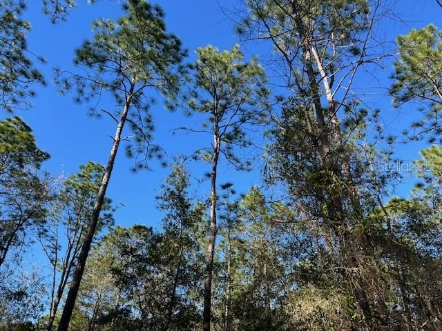 Active With Contract: $34,900 (1.15 acres)