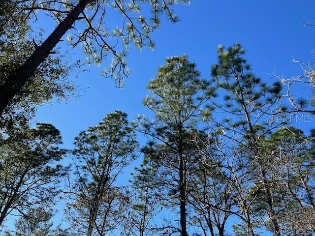 Active With Contract: $34,900 (1.15 acres)