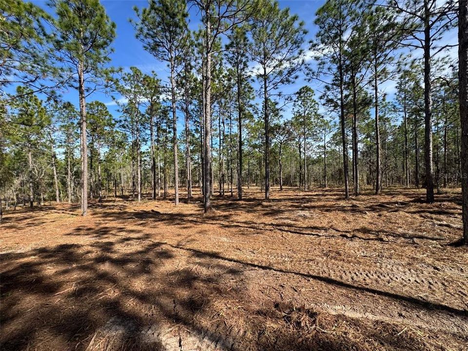 Active With Contract: $31,900 (0.99 acres)