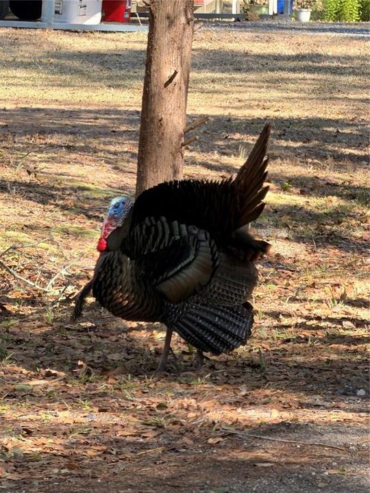 В аренду: $1,800 (2 спален, 1 ванн, 792 Квадратных фут)