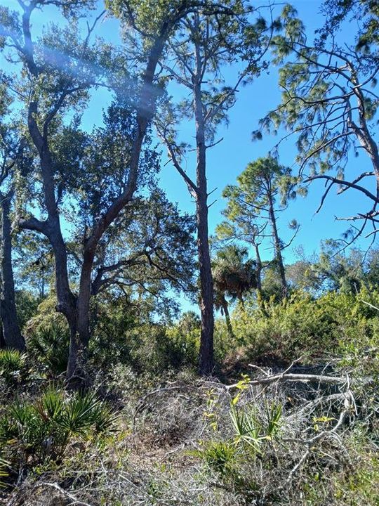 待售: $99,999 (0.23 acres)