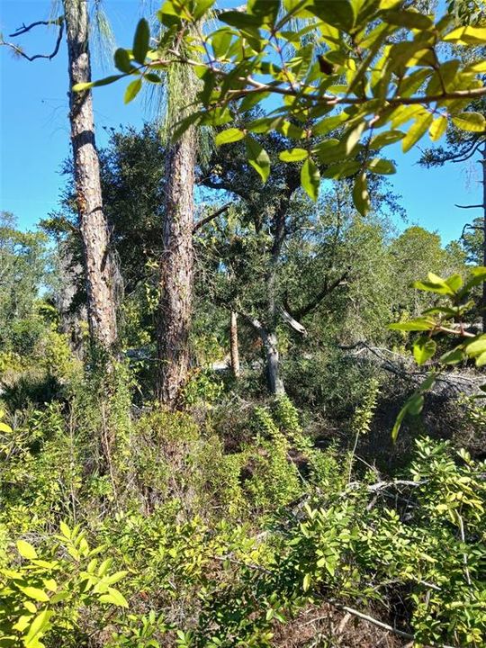 待售: $99,999 (0.23 acres)