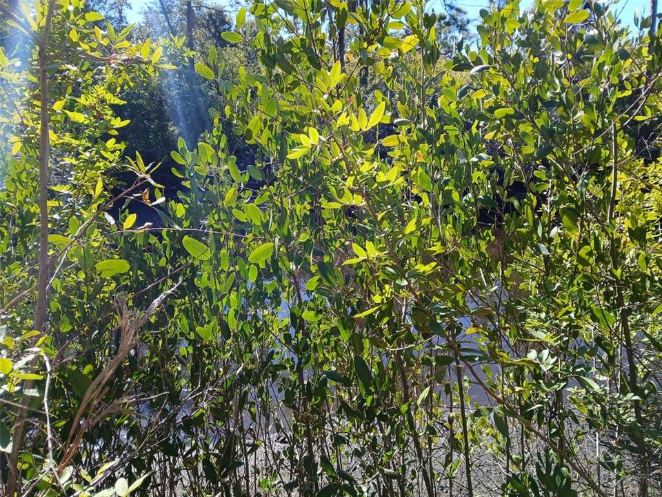 待售: $99,999 (0.23 acres)