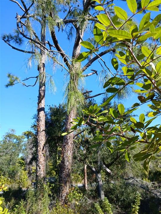 待售: $99,999 (0.23 acres)