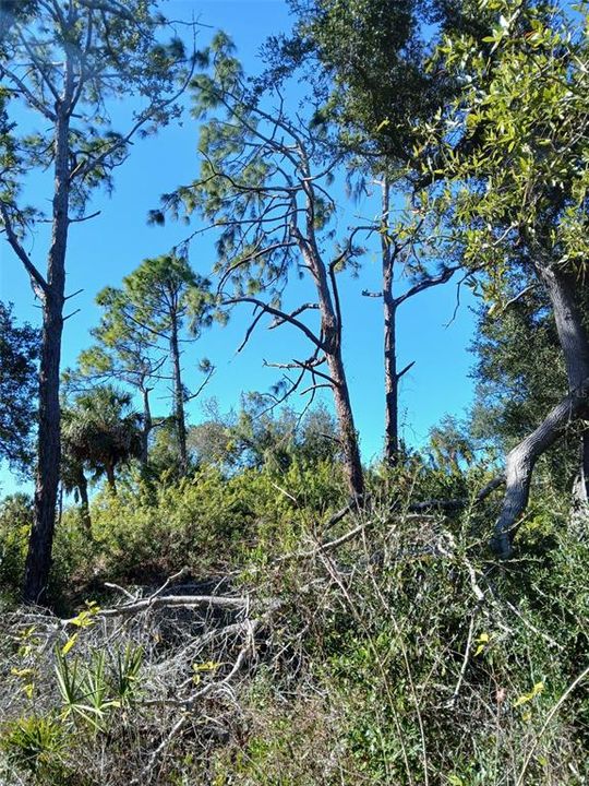 待售: $99,999 (0.23 acres)